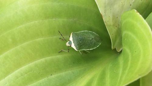 Nezara viridula